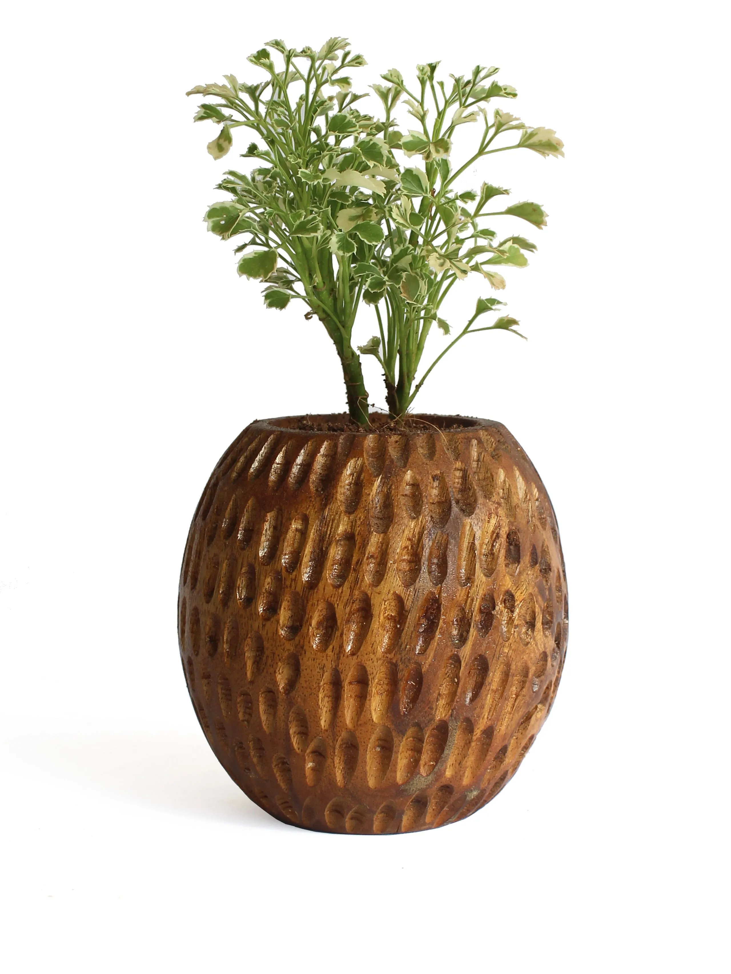 Carved Spherical Planter