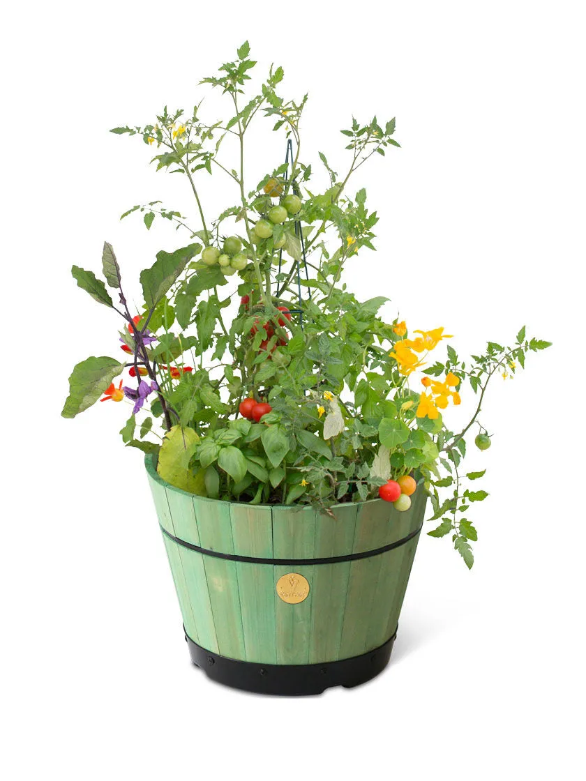 Coloured Barrel Planter