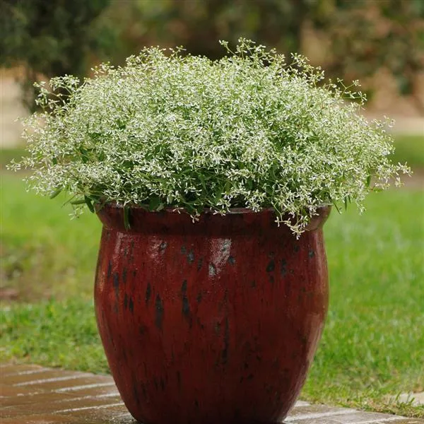 Euphorbia Diamond Frost