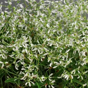 Euphorbia Diamond Frost