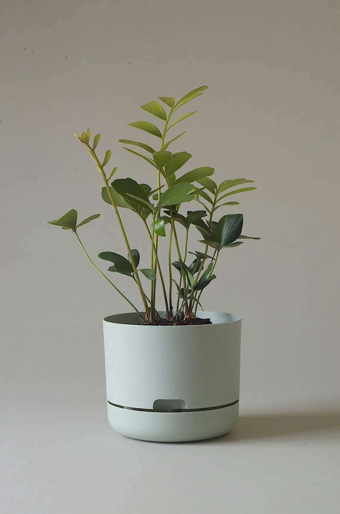 Fog 21.5cm Self Watering Pot