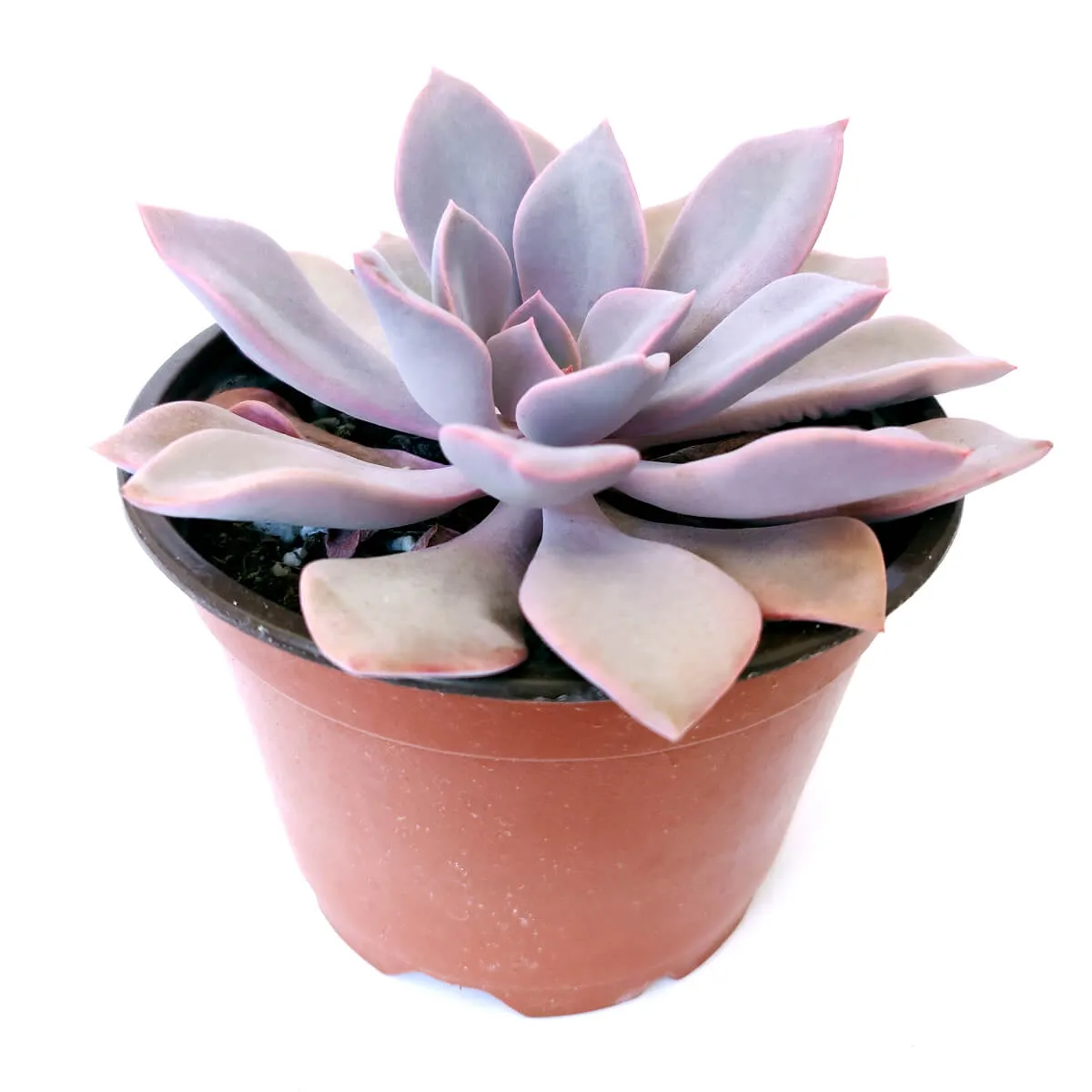 Graptoveria Debbie