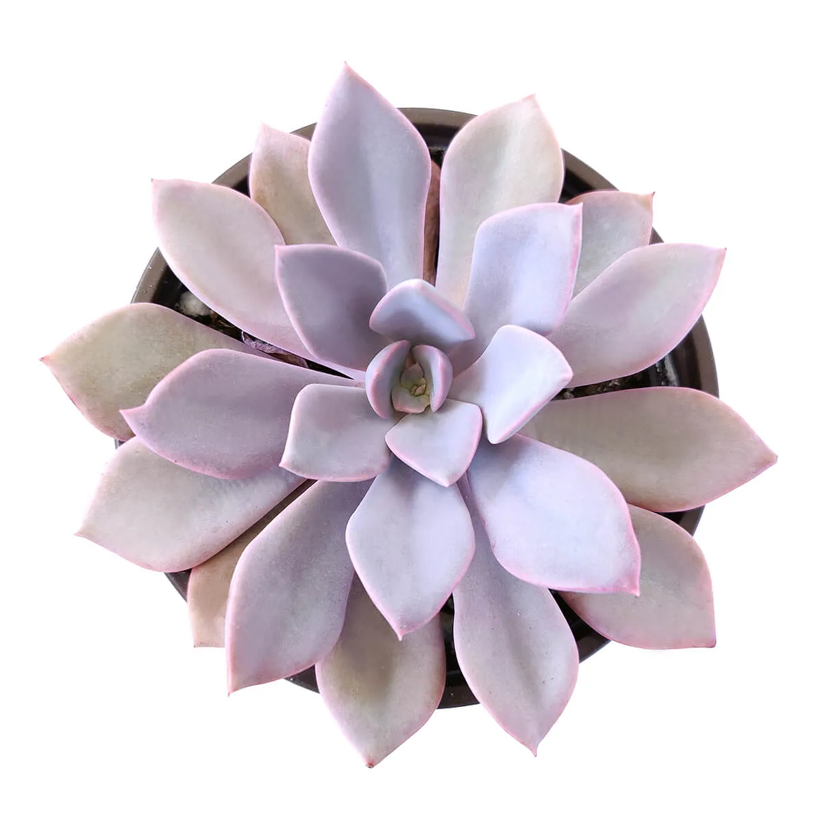 Graptoveria Debbie