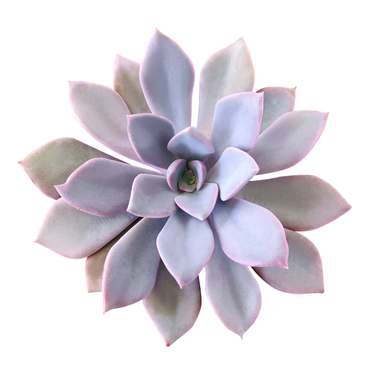 Graptoveria Debbie