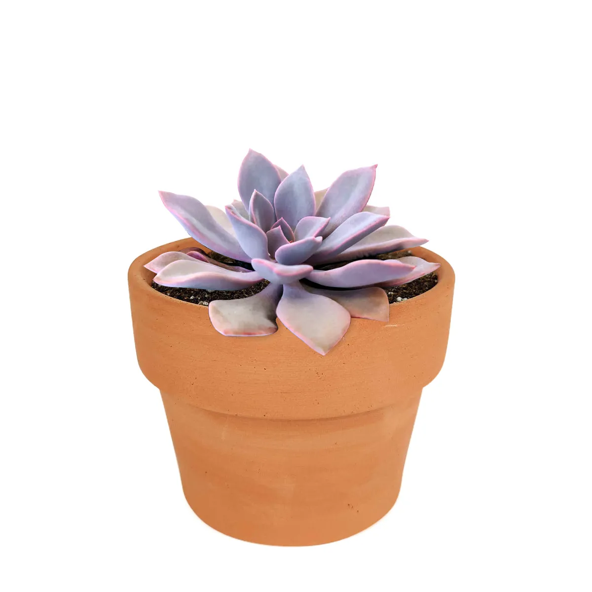 Graptoveria Debbie