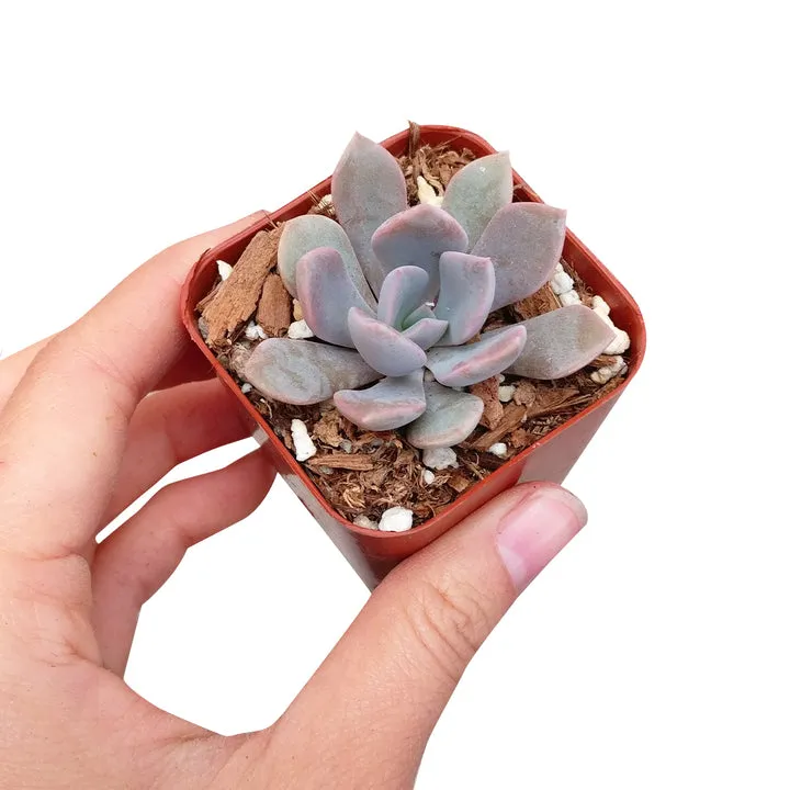 Graptoveria Debbie