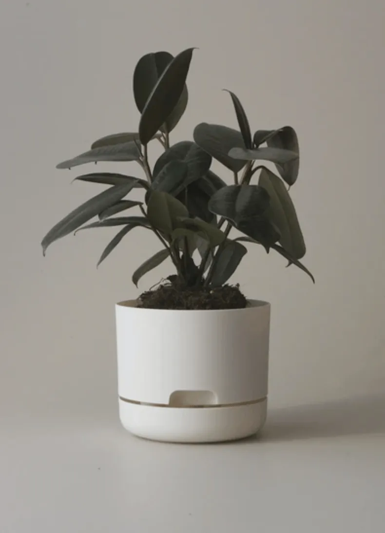 Mr Kitly Decor Self Watering Plant Pot - Small