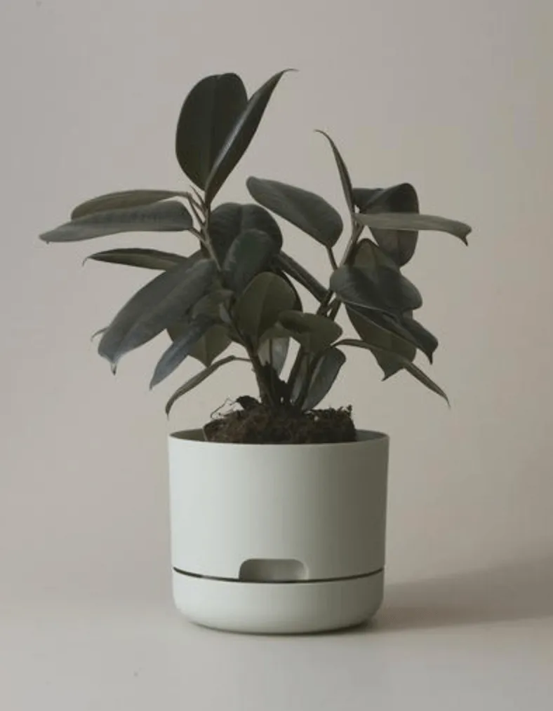 Mr Kitly Decor Self Watering Plant Pot - Small