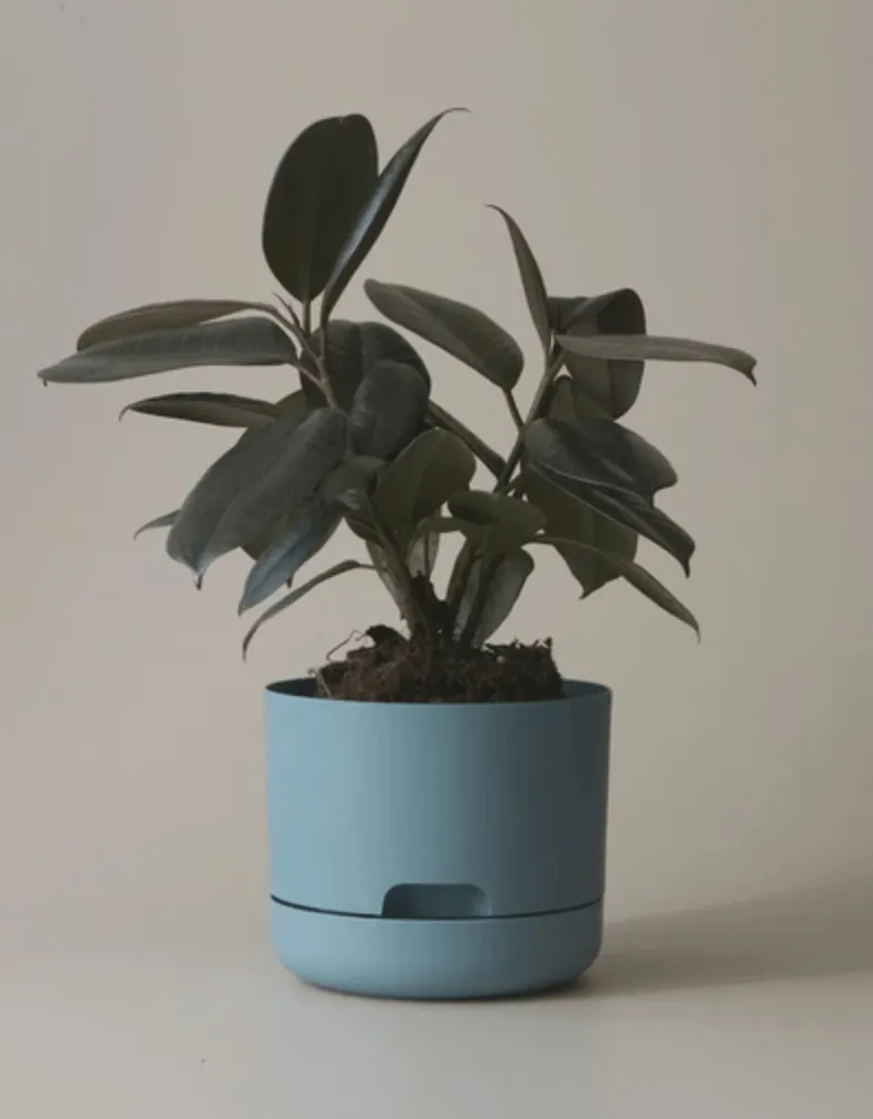 Mr Kitly Decor Self Watering Plant Pot - Small