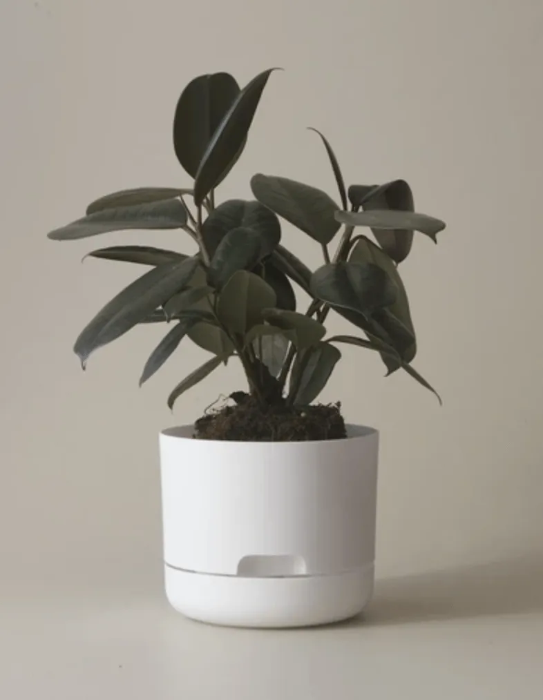 Mr Kitly Decor Self Watering Pot Plant-Medium