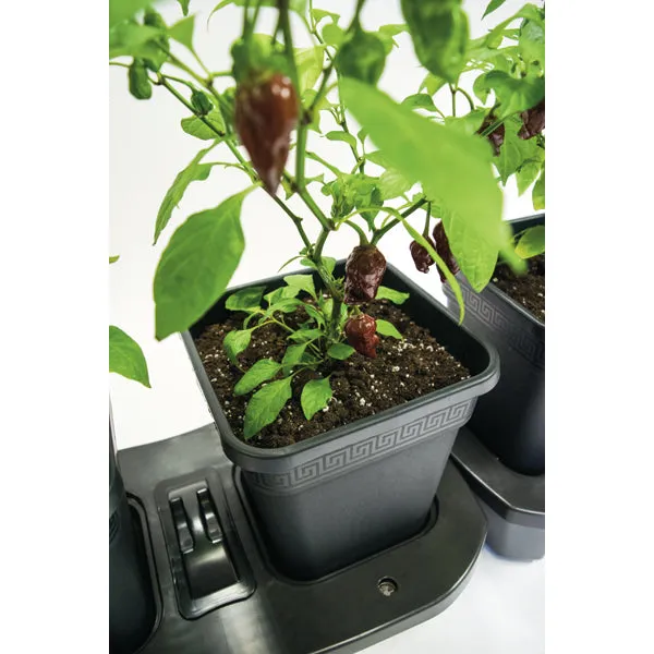 Quadgrow Planter