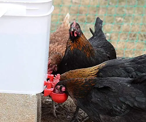 RentACoop Automatic Chicken Water Cup Waterer Kit for Poultry