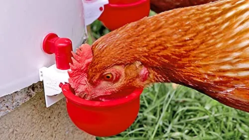 RentACoop DIY Autofill Chicken Cups for Any Watering System: Tubing, Hardware Cloth, Buckets, Barrels, and More!